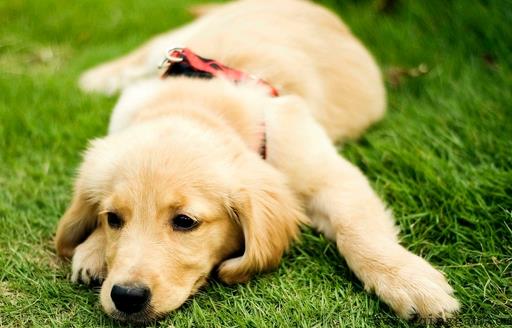 最正确的金毛犬喂食方法