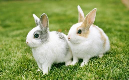 中国白兔怎么养？