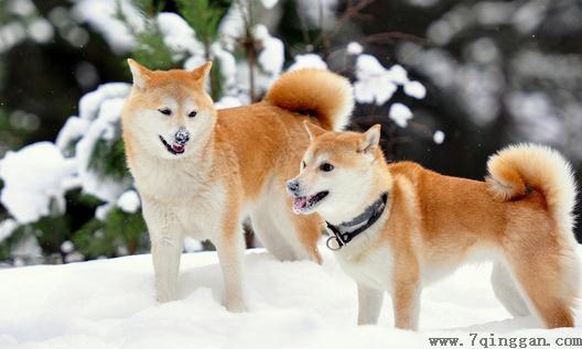 柴犬多少钱一只？