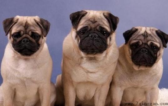 巴哥犬多少钱一条？
