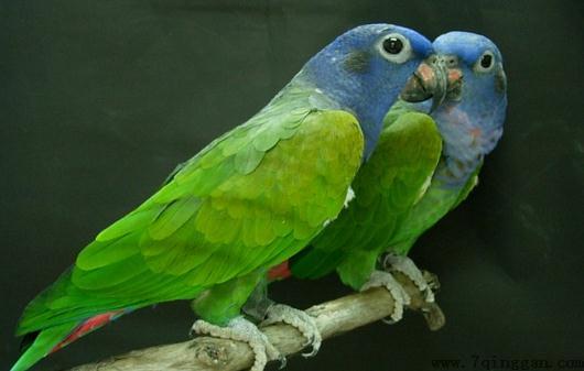 鳞头鹦鹉是怎样的？