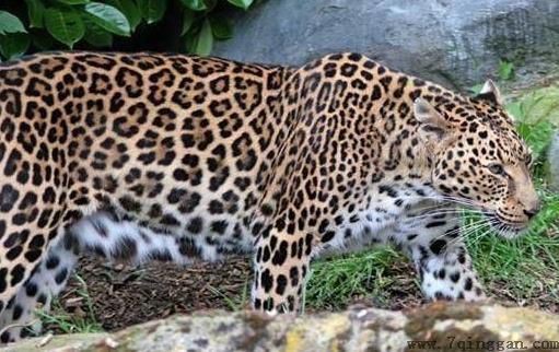 豹子的家族成员多种多样