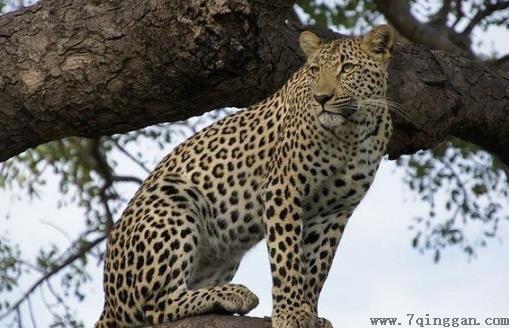 豹子的家族成员多种多样 原来豹子还分这么多类型