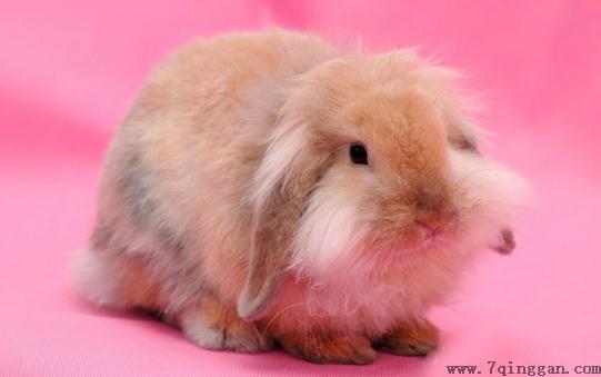 西施兔怎么养？