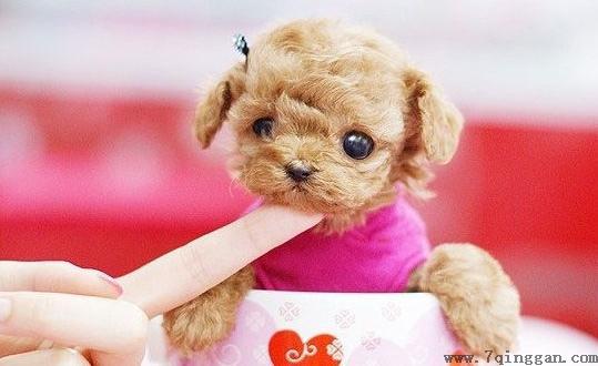 茶杯犬是什么？