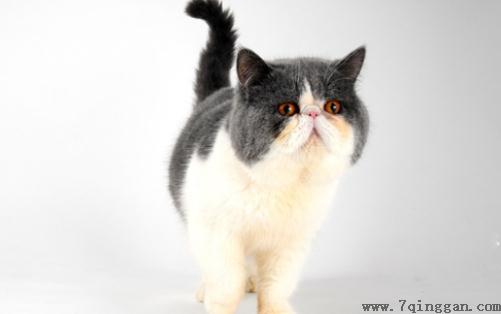 巴厘猫是怎样的？