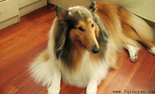 苏牧是什么狗？