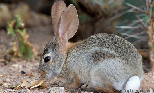 沙漠棉兔有什么形态特征？
