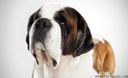 圣伯纳犬如何训练？