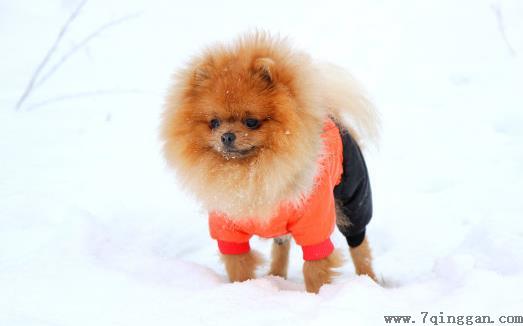 训练狗狗定点排便之秘籍