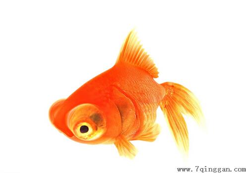 金鱼的家居风水应用