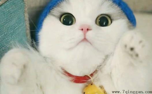 猫爪子上秘密知识 喵肉球是有味道的