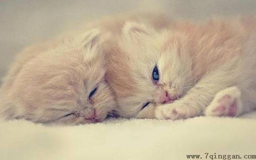 猫爪子上秘密知识
