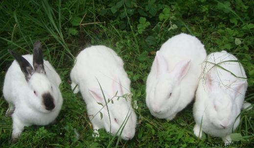 伊拉兔的饲养环境-伊拉兔的经营