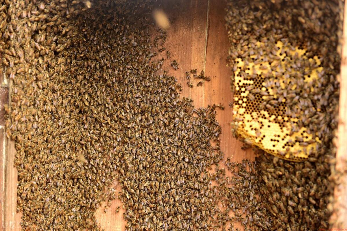 蜜蜂来家里是福还是祸