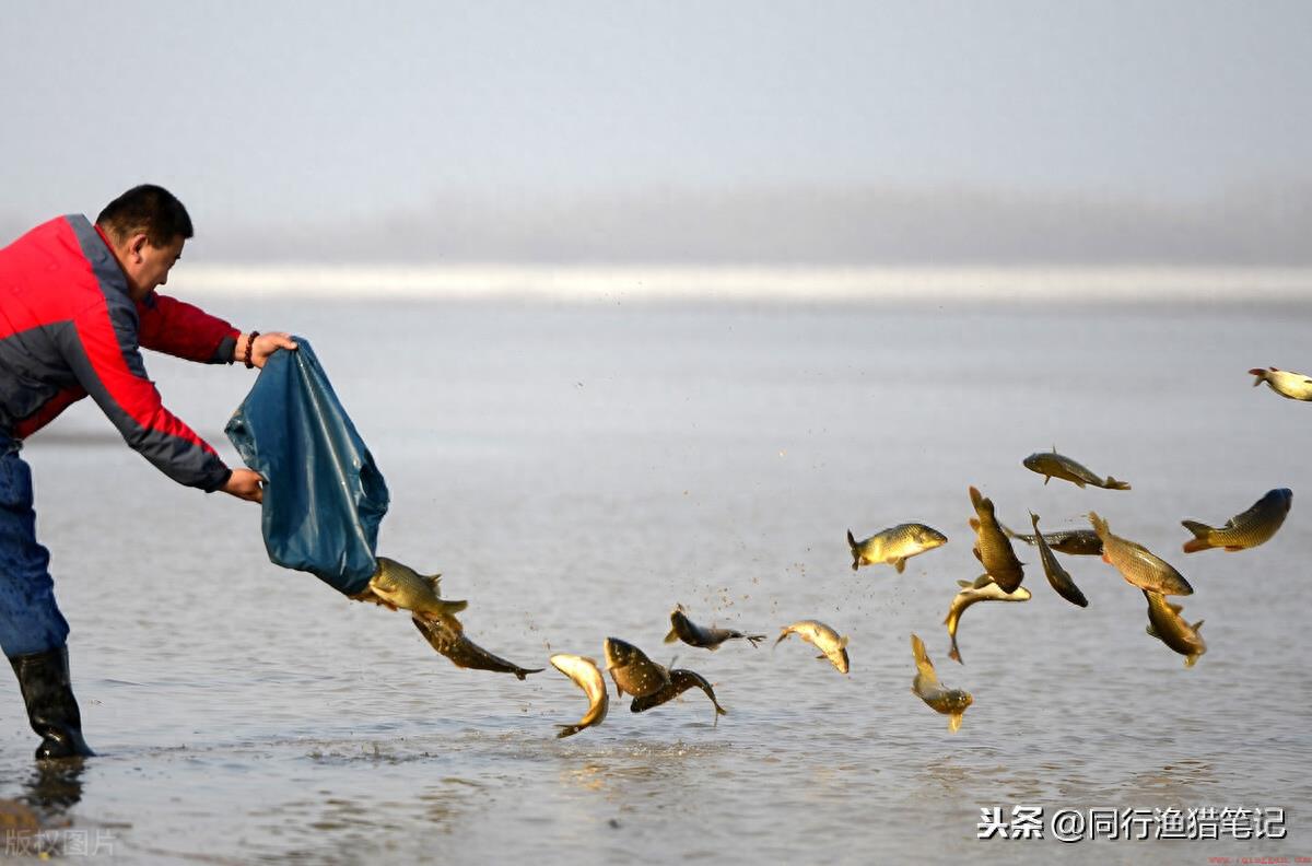 鱼是怎么交配?鱼类的繁殖方法