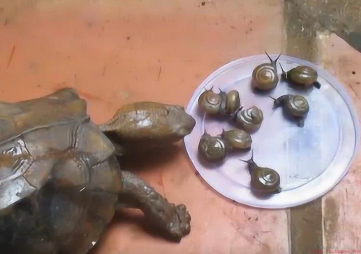 乌龟吃蜗牛有什么好处