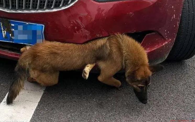开车撞到狗有什么兆头