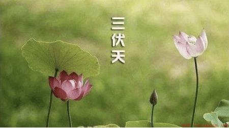每年三伏天什么时候开始什么时候结束