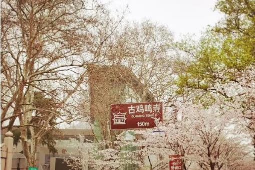 鸡鸣寺的樱花开了是什么意思