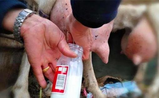 生牛乳是什么意思