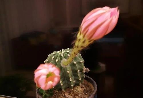 仙人球开花是什么兆头